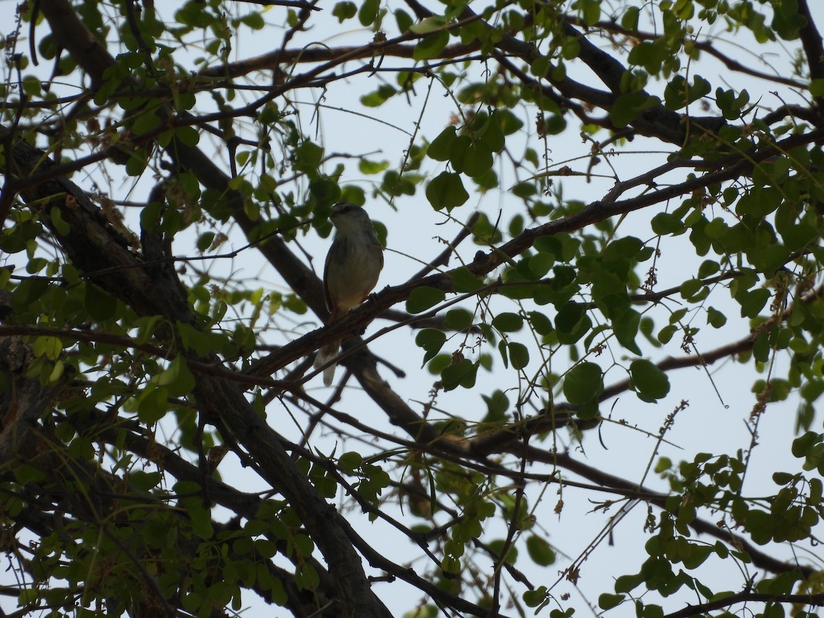 svartbrystprinia - ML643930762