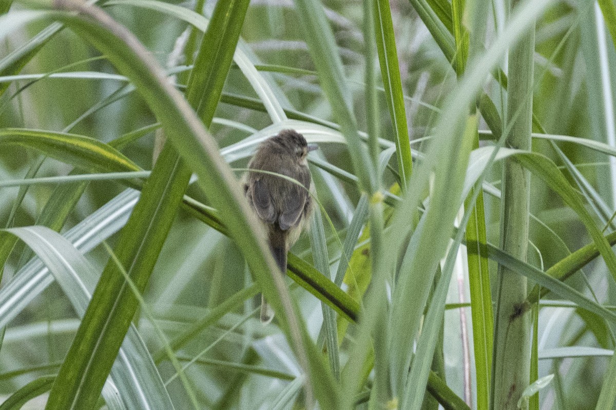 Prinia à ventre jaune - ML643930773