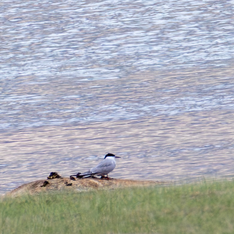 Common Tern - ML643930788