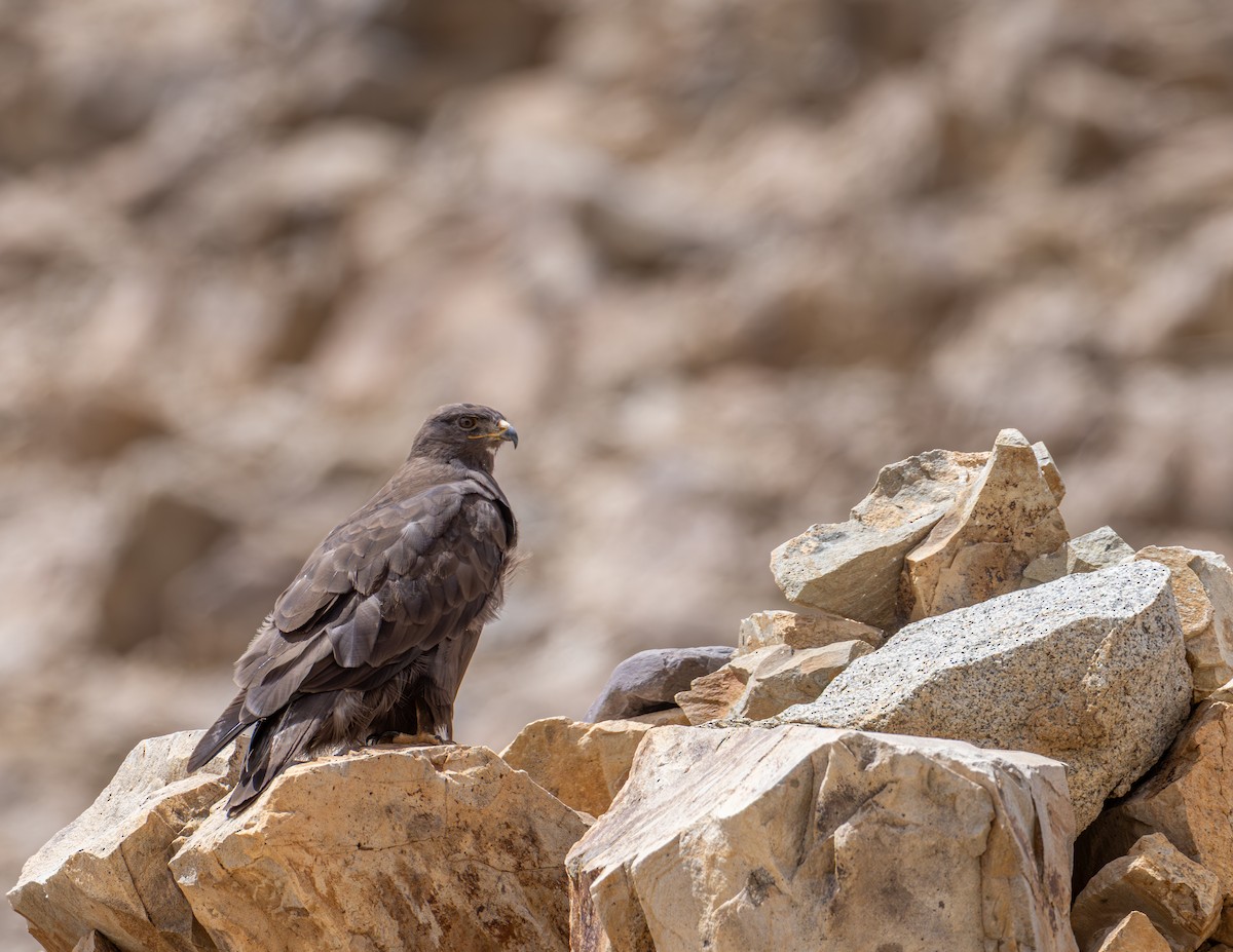 Upland Buzzard - ML643930802