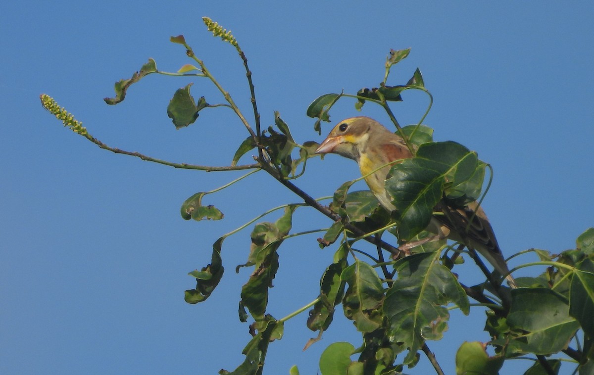 Dickcissel - ML643930805