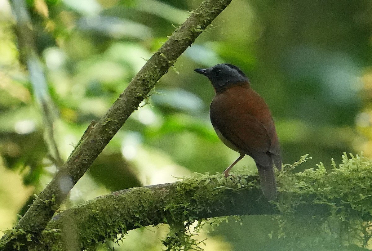 rødstrupealete - ML643930814