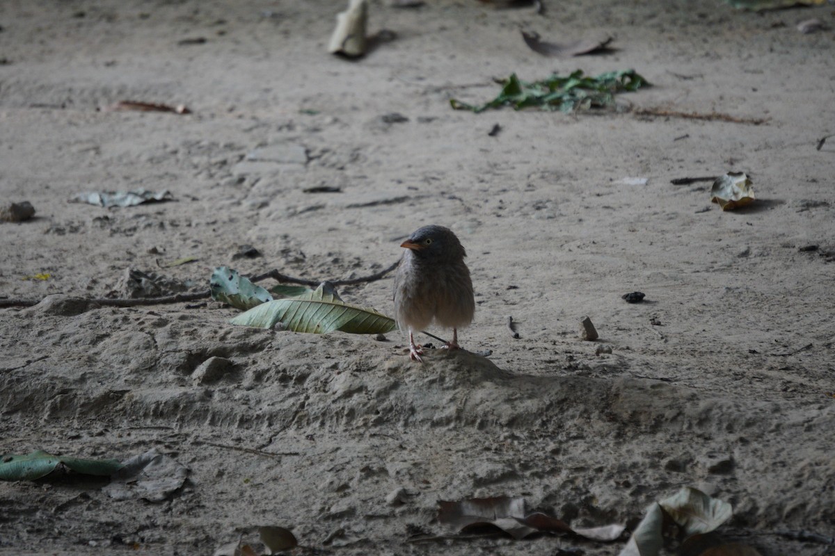 landsbyskriketrost - ML643930820