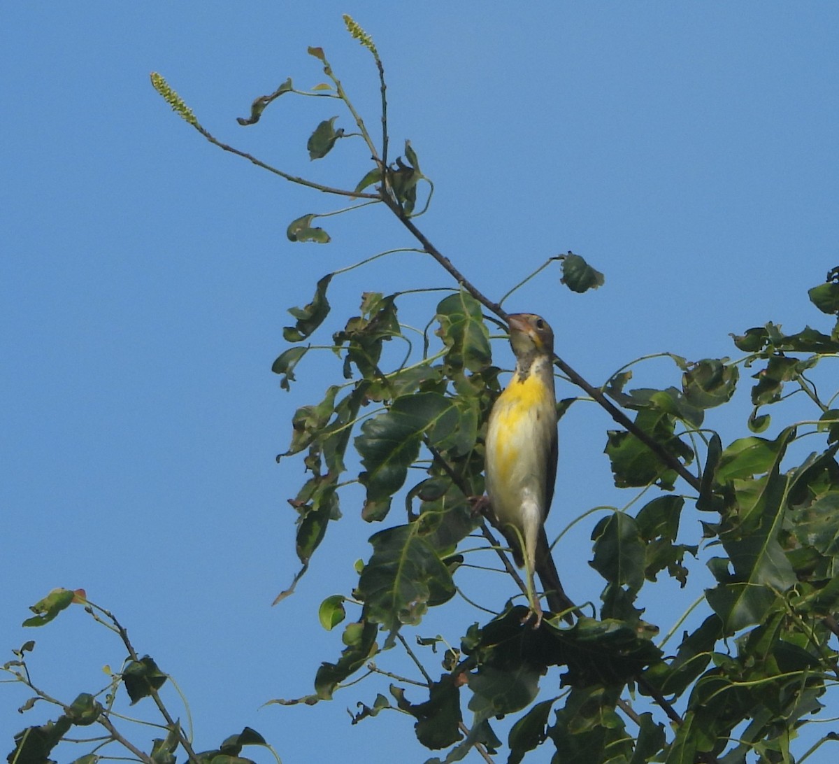 Dickcissel - ML643930822