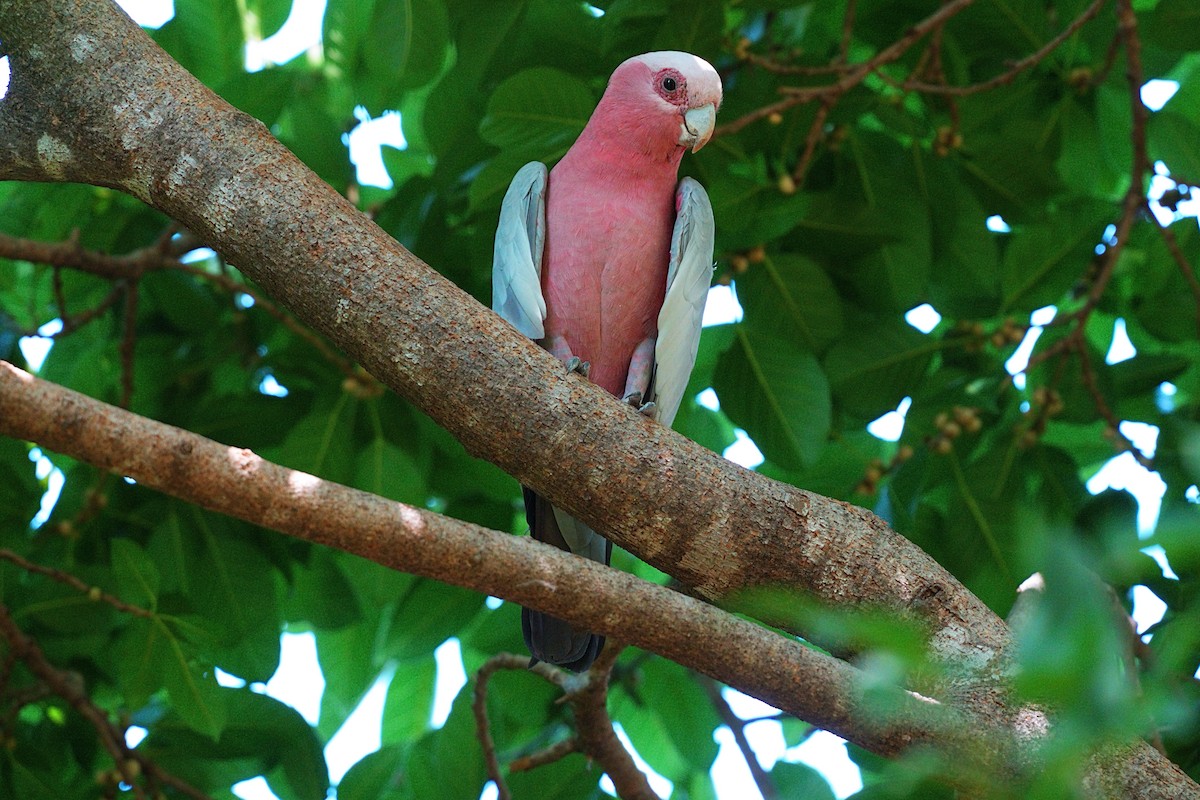 モモイロインコ - ML643930842