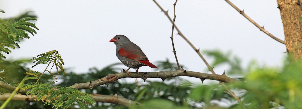 Red-billed Pytilia - ML643930852
