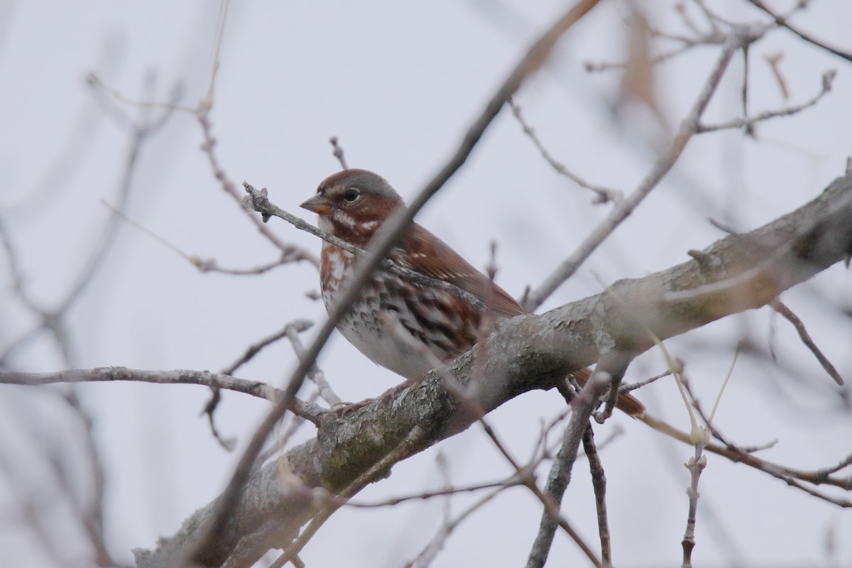 Fox Sparrow - ML643930861