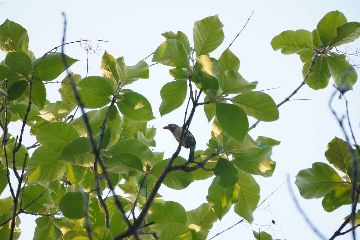 brunhodeskjeggfugl - ML643930862