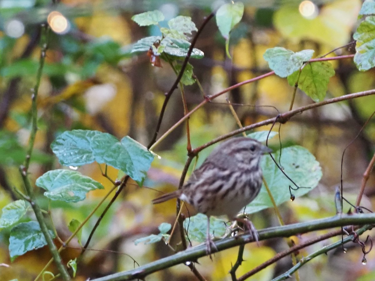 Song Sparrow - ML643930866