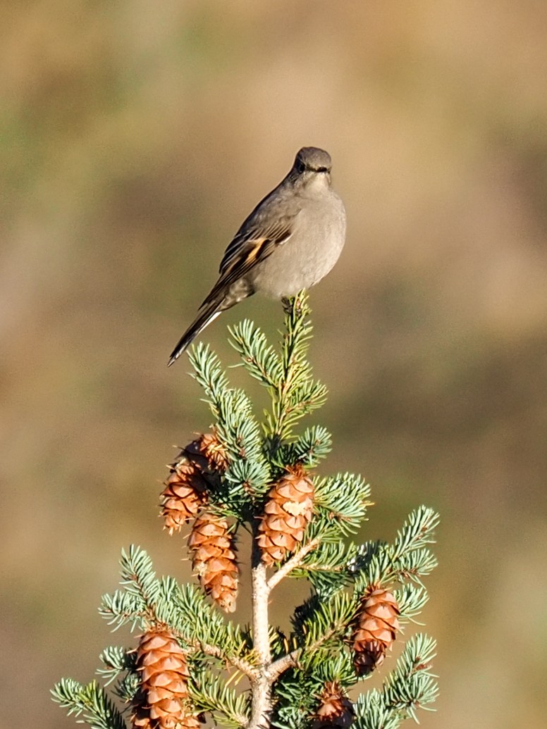 Townsend's Solitaire - ML643930867