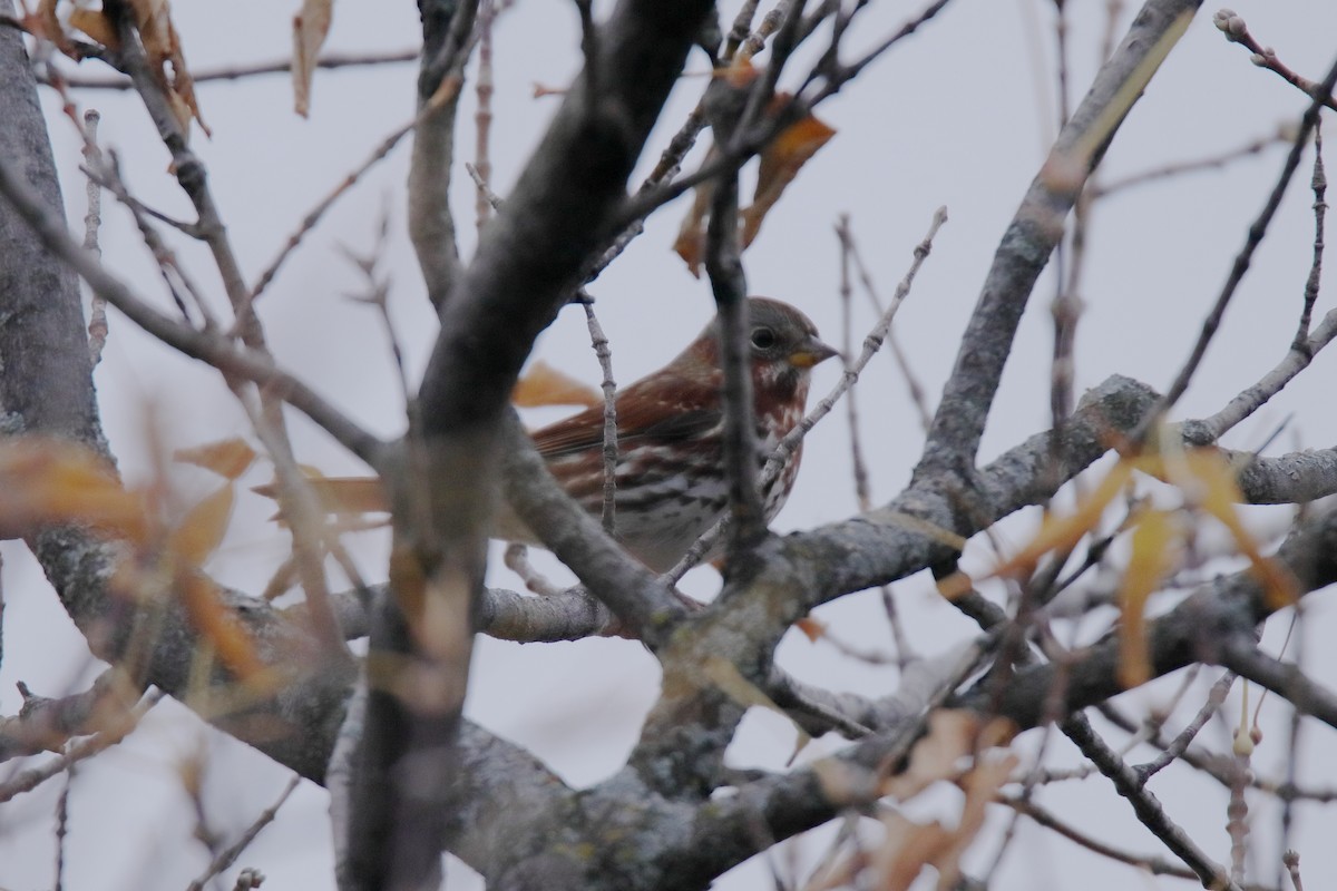 Fox Sparrow - ML643930869