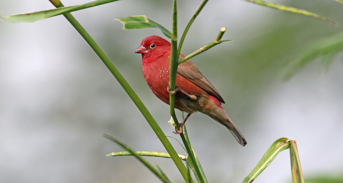 Red-billed Firefinch - ML643930881