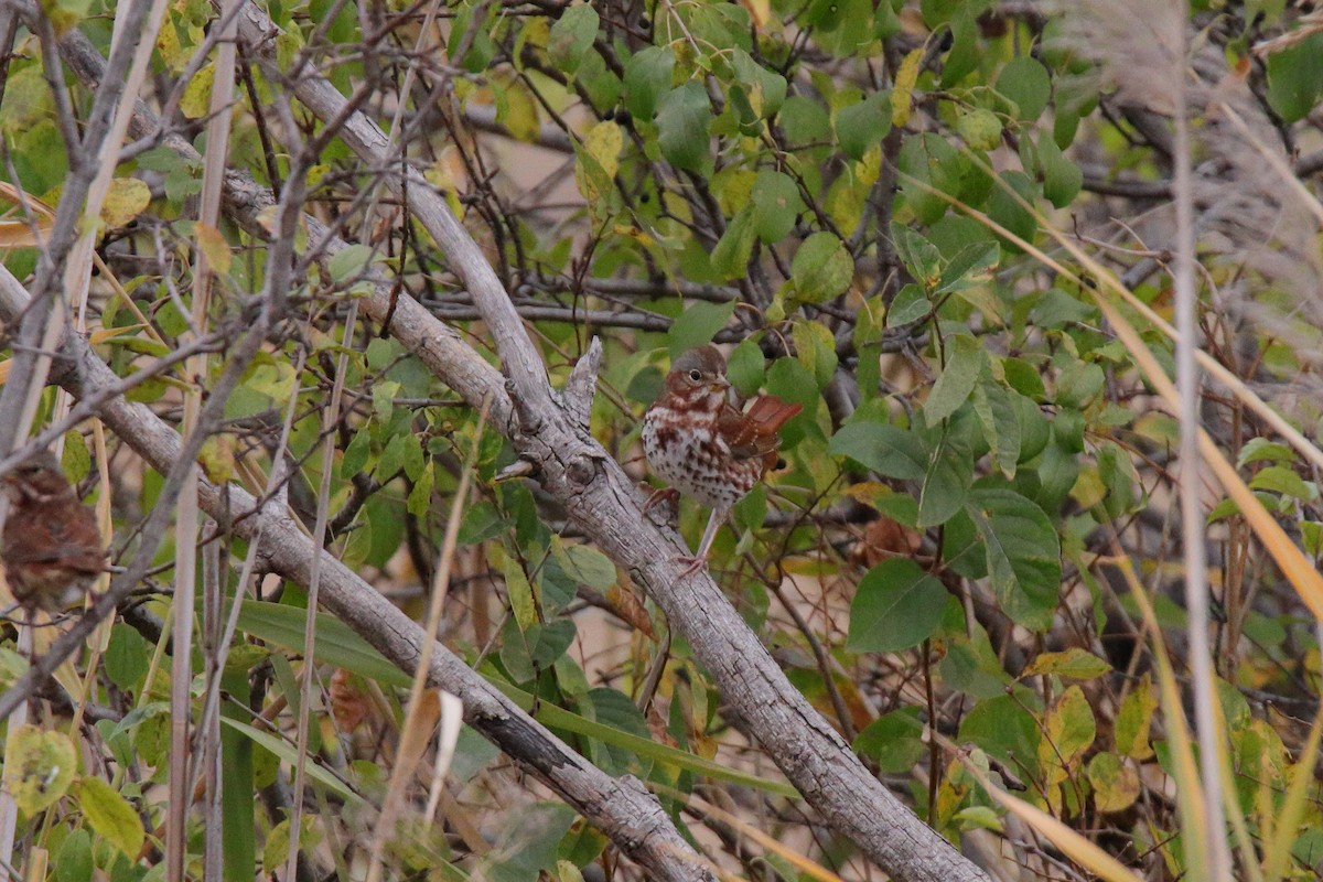 Fox Sparrow - ML643930885