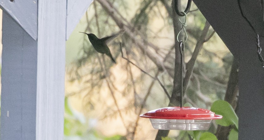 Colibri thalassin - ML643930886