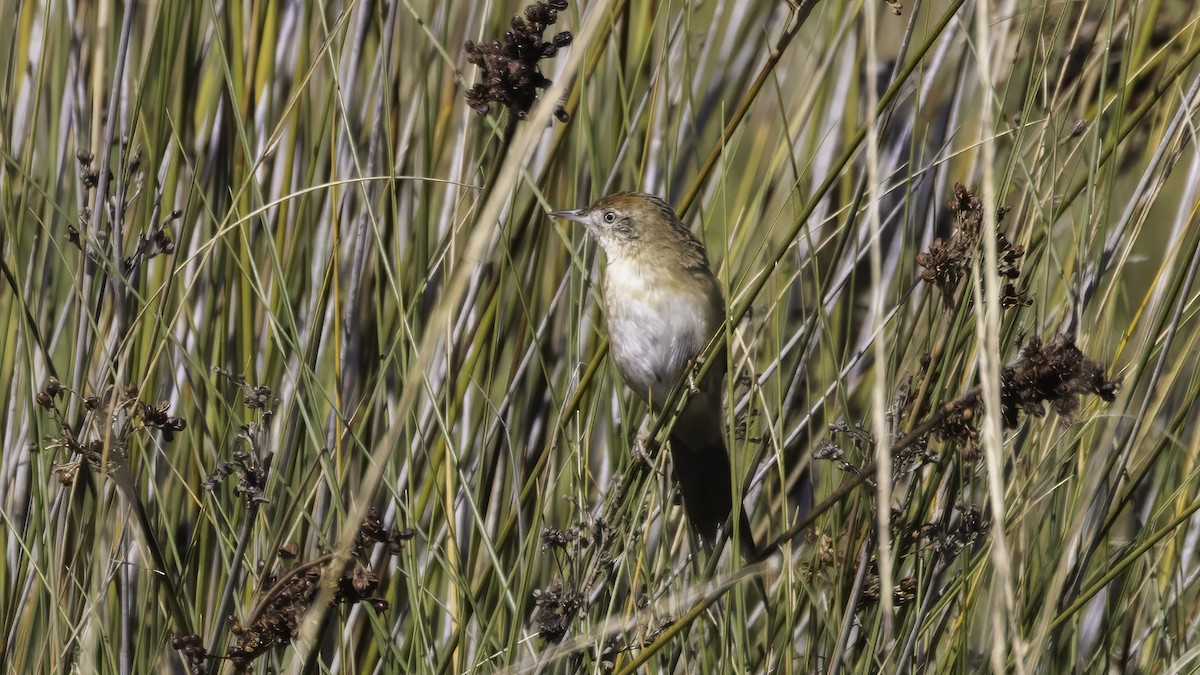 Bay-capped Wren-Spinetail - ML643930890