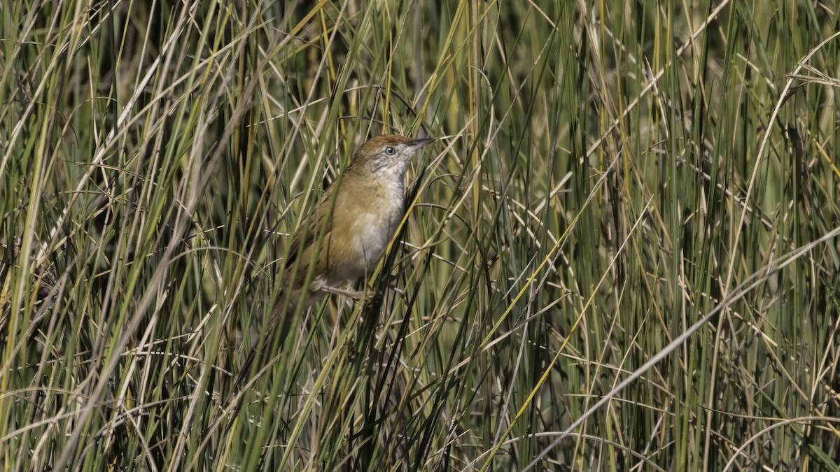 Bay-capped Wren-Spinetail - ML643930891