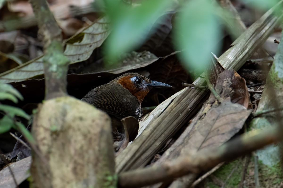 Song Wren - ML643930925