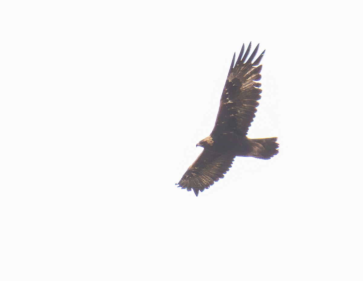 Golden Eagle - ML643930927