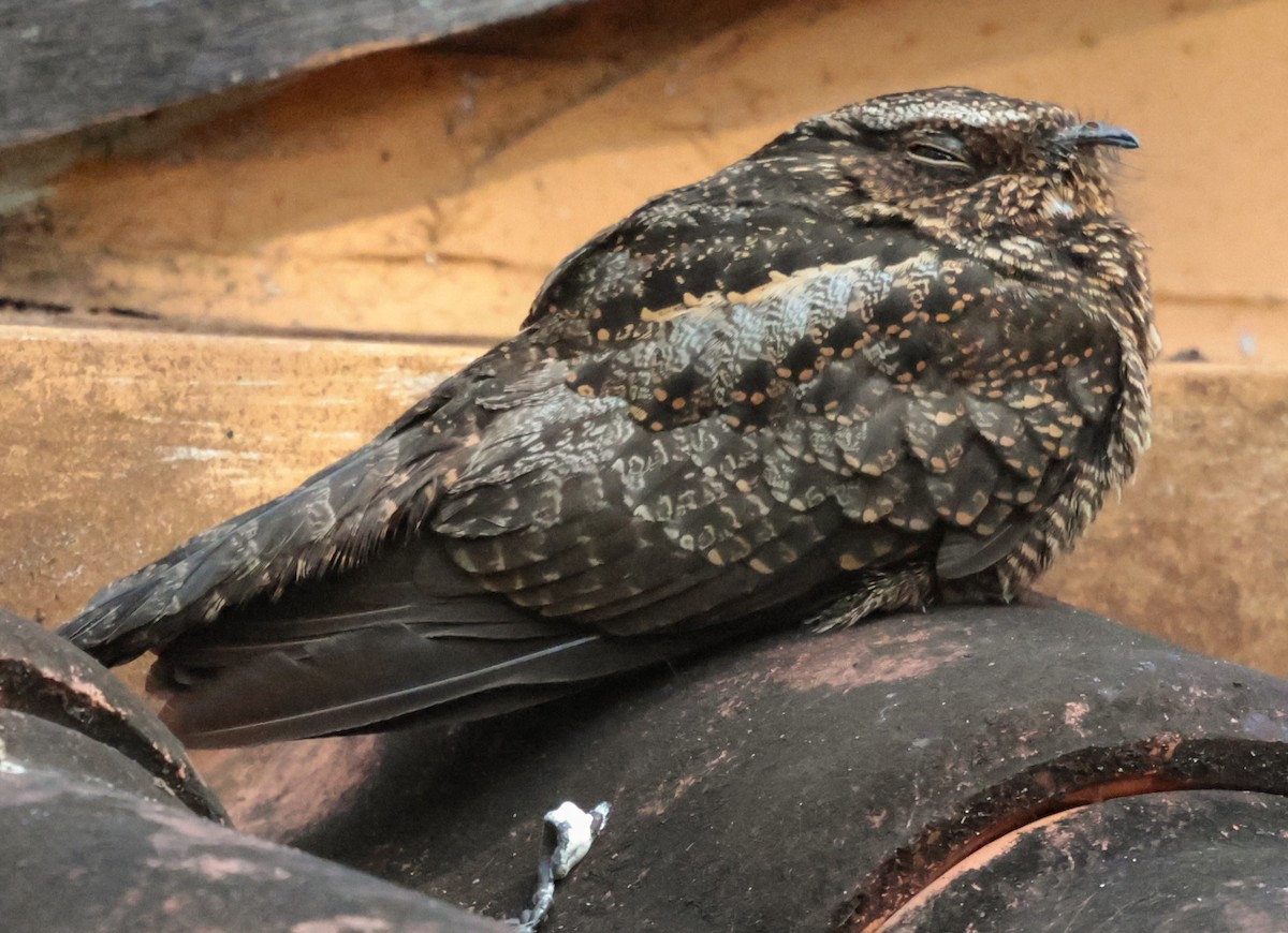 sotnattravn - ML643930936