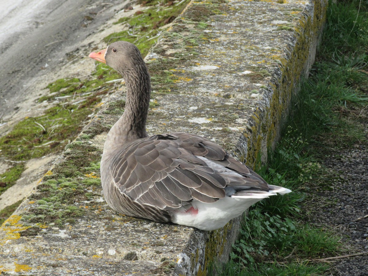 Graylag Goose - ML643930946
