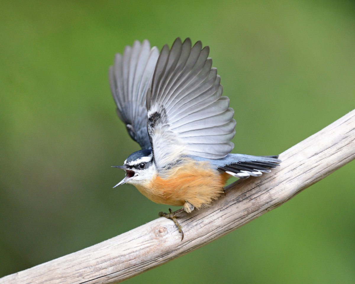 Red-breasted Nuthatch - ML643930947