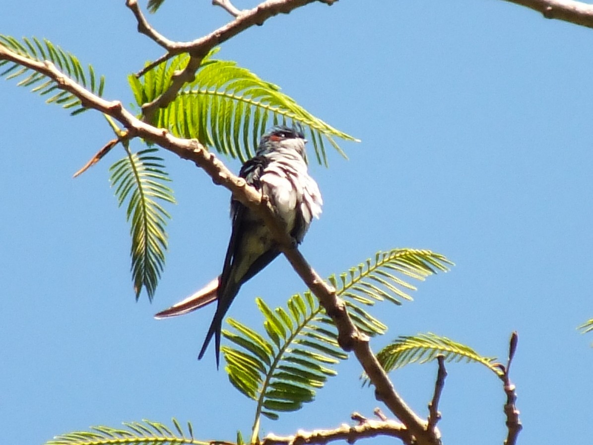 カンムリアマツバメ - ML643930959