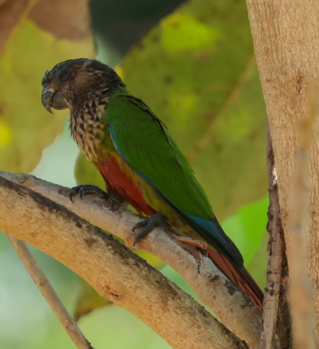 pyrura paráský - ML643930962