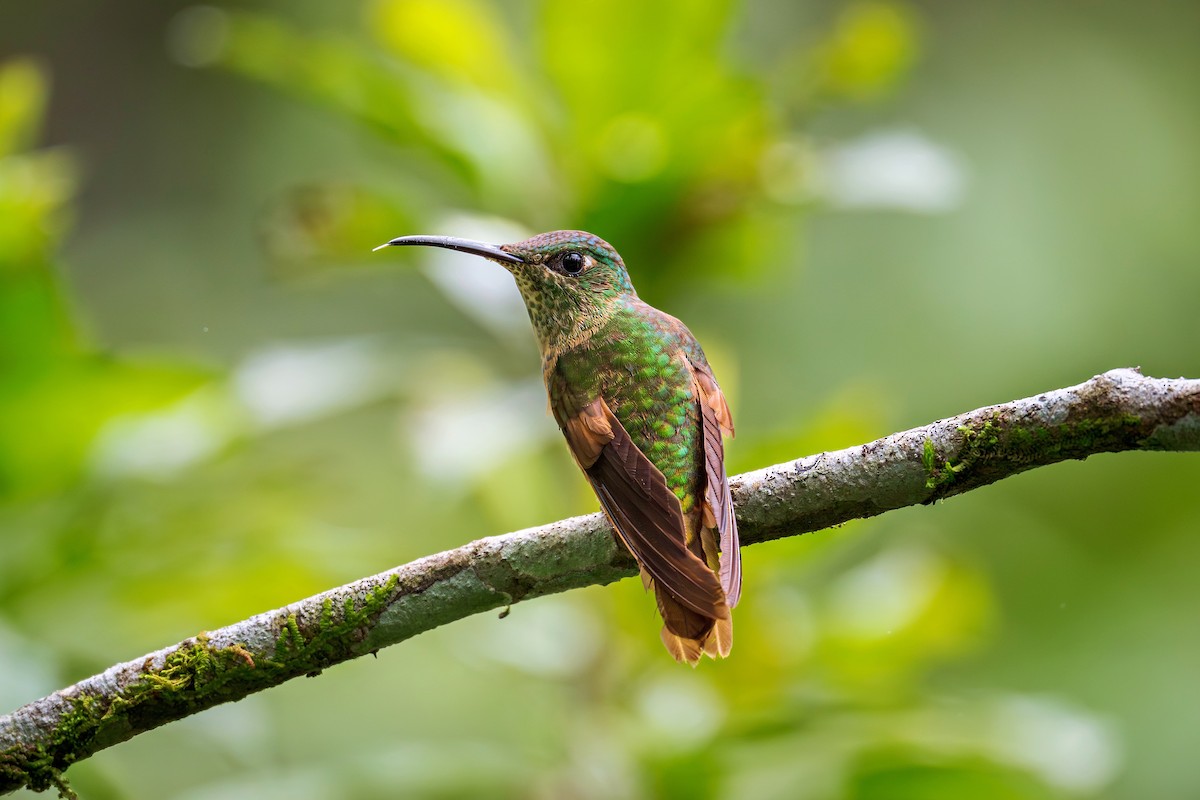 Fawn-breasted Brilliant - ML643930983