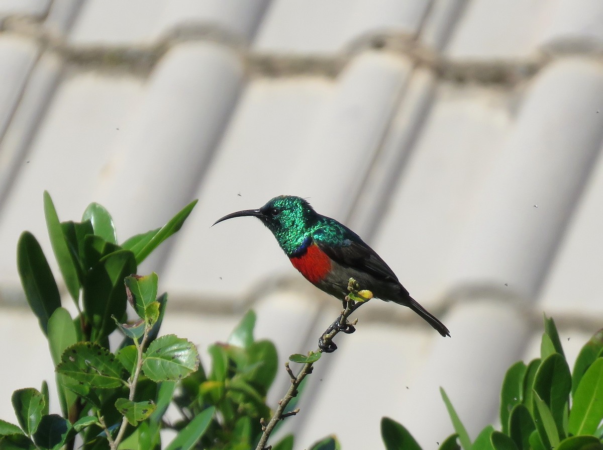 Greater Double-collared Sunbird - ML643930989