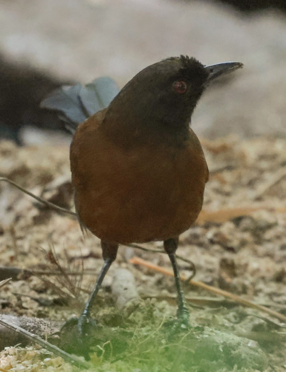 Tapajos Fire-eye - ML643930990