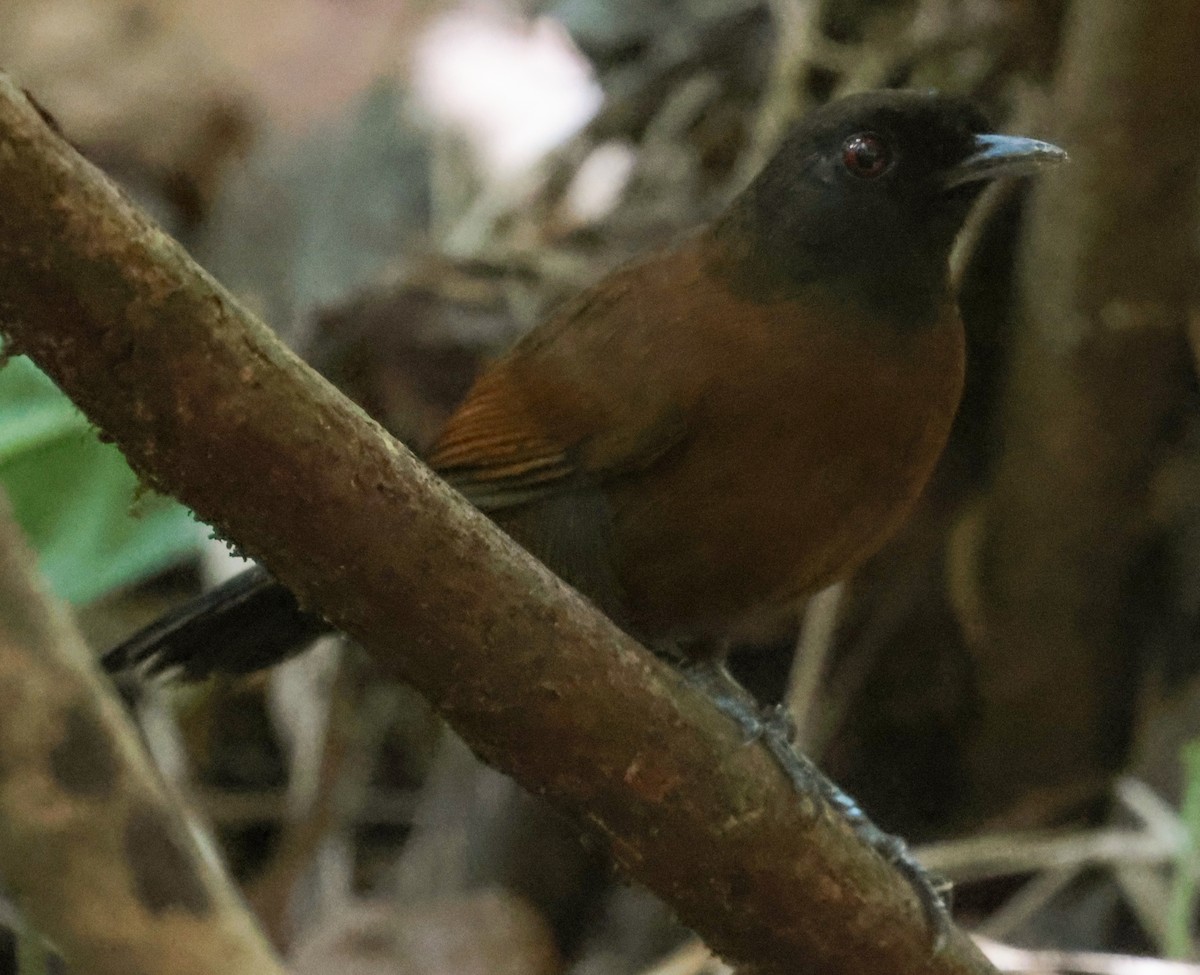 Tapajos Fire-eye - ML643930991