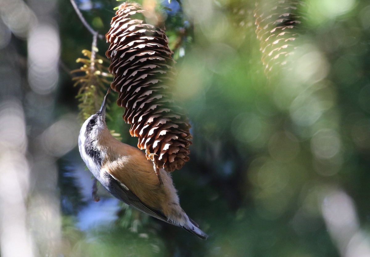 Red-breasted Nuthatch - ML643930992