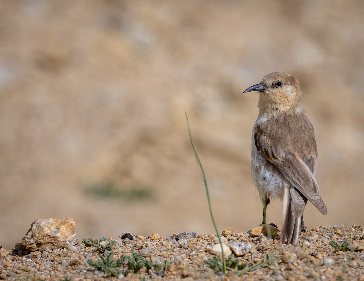Ground Tit - ML643930997