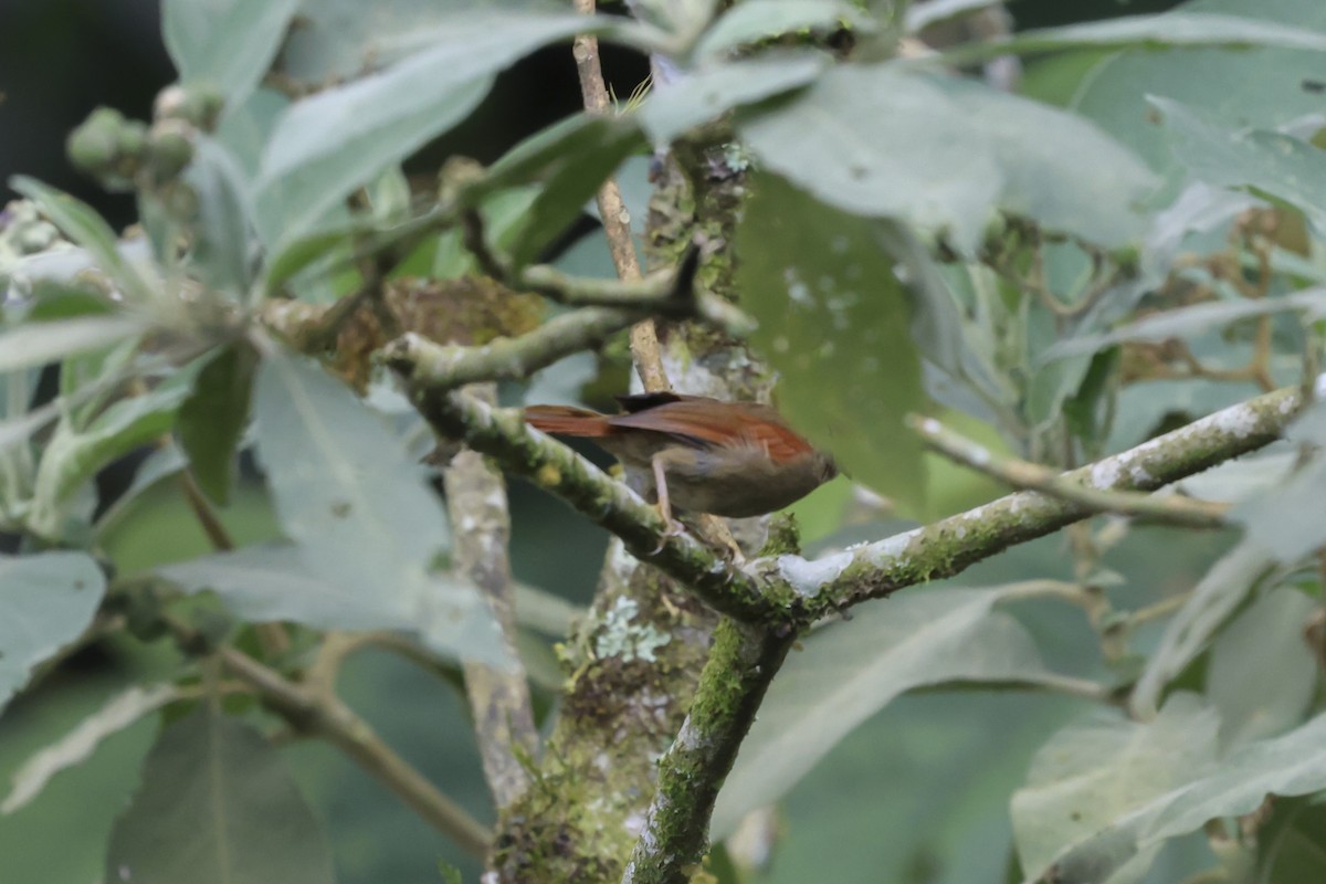 Al Yüzlü Dikenkuyruk - ML643930999