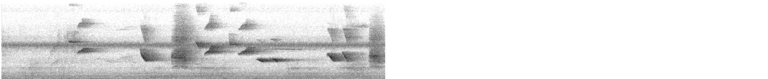 hårdrongo (leucops/banggaiensis) - ML643931006