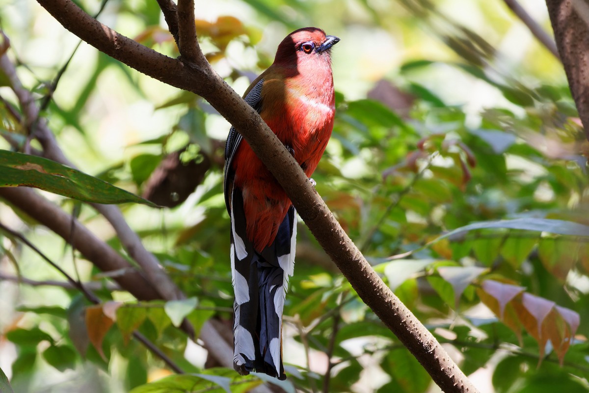 Red-headed Trogon - ML643931025