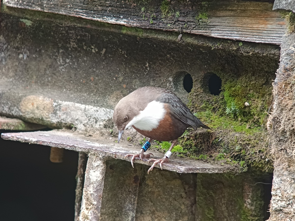 White-throated Dipper - ML643931026