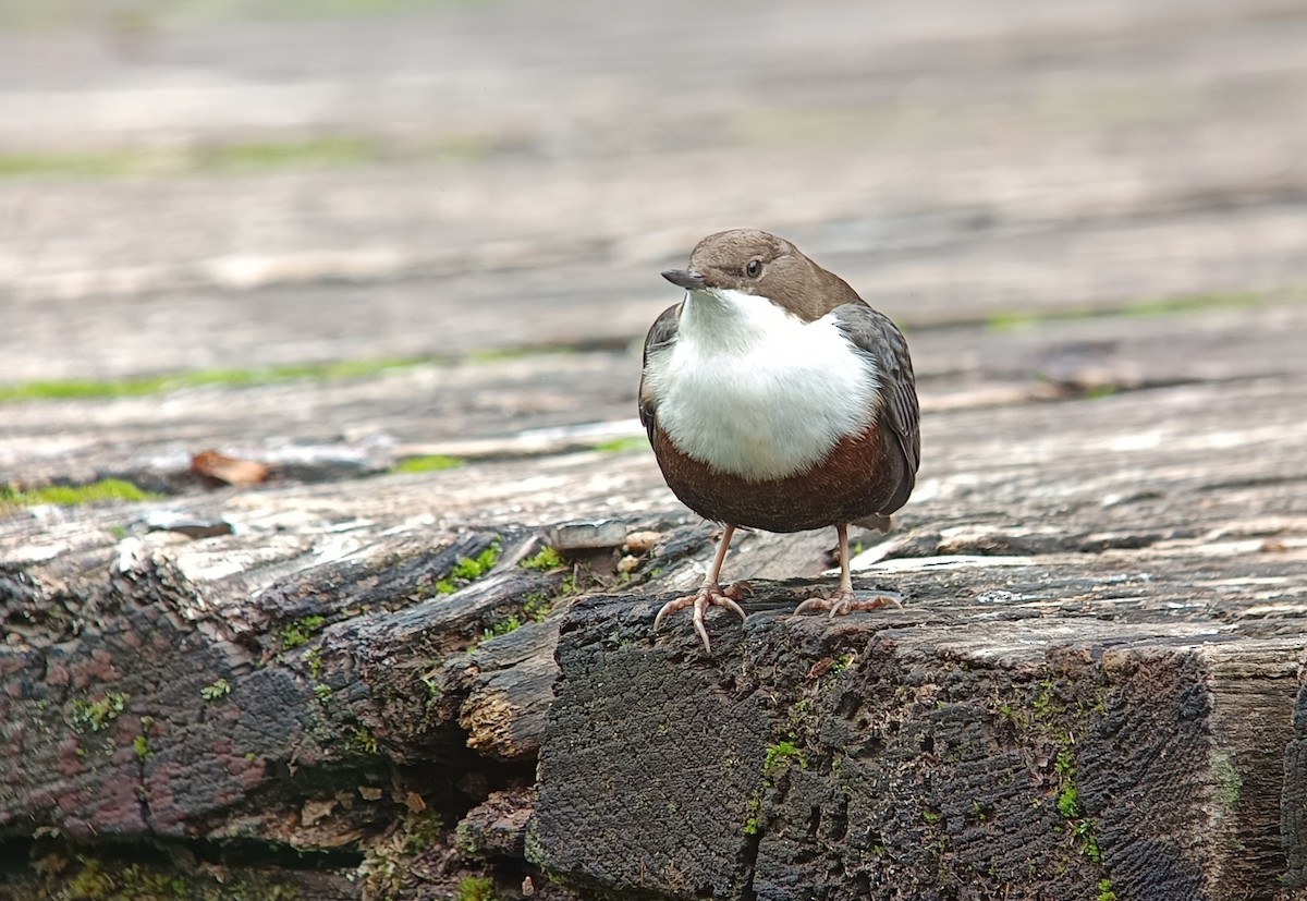 White-throated Dipper - ML643931027