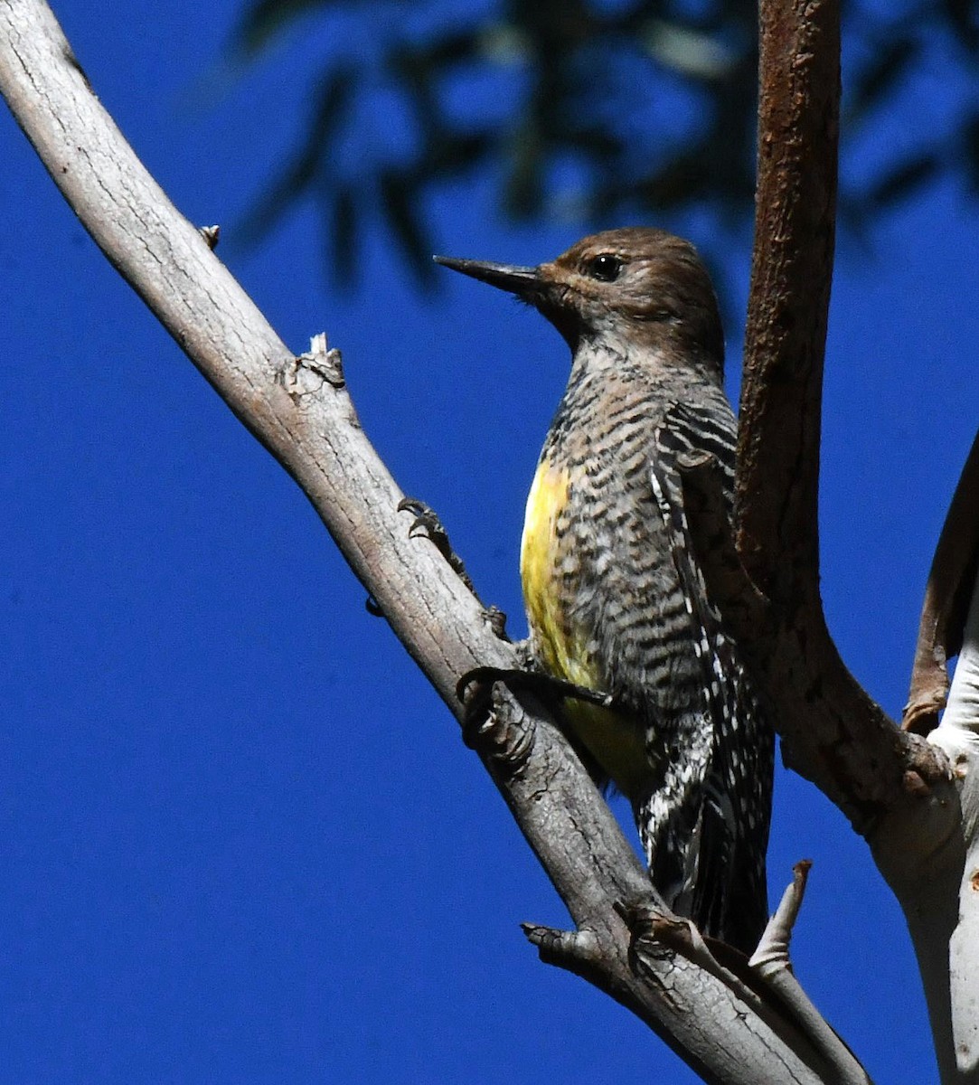 Williamson's Sapsucker - ML643931031