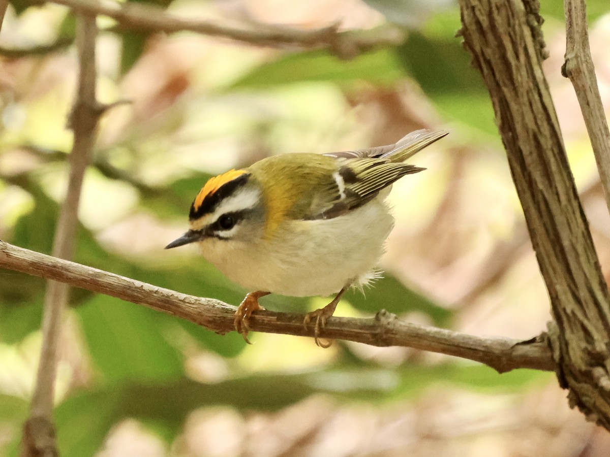 Common Firecrest - ML643931043