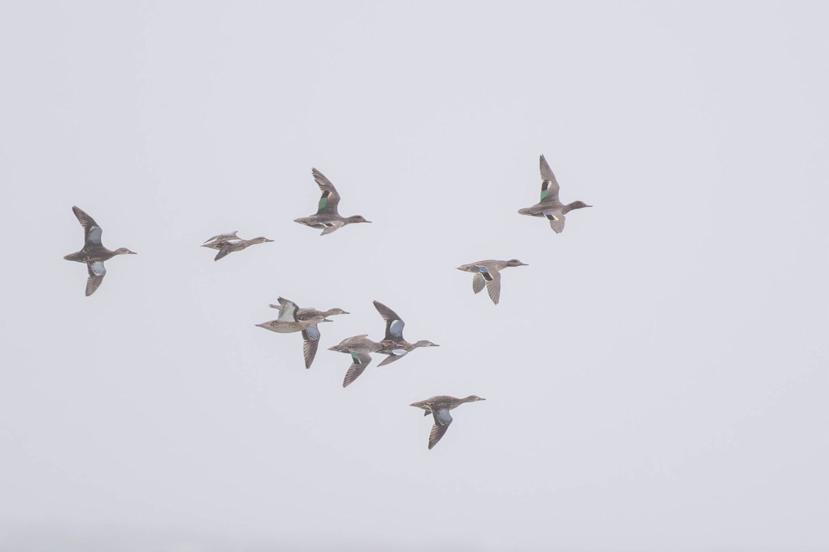 Blue-winged Teal - ML643931053
