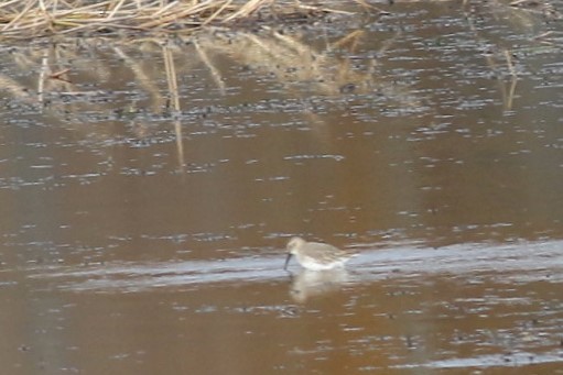 Dunlin - ML643931064