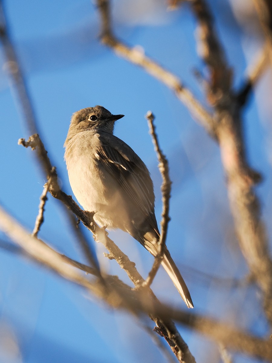 Townsend's Solitaire - ML643931084
