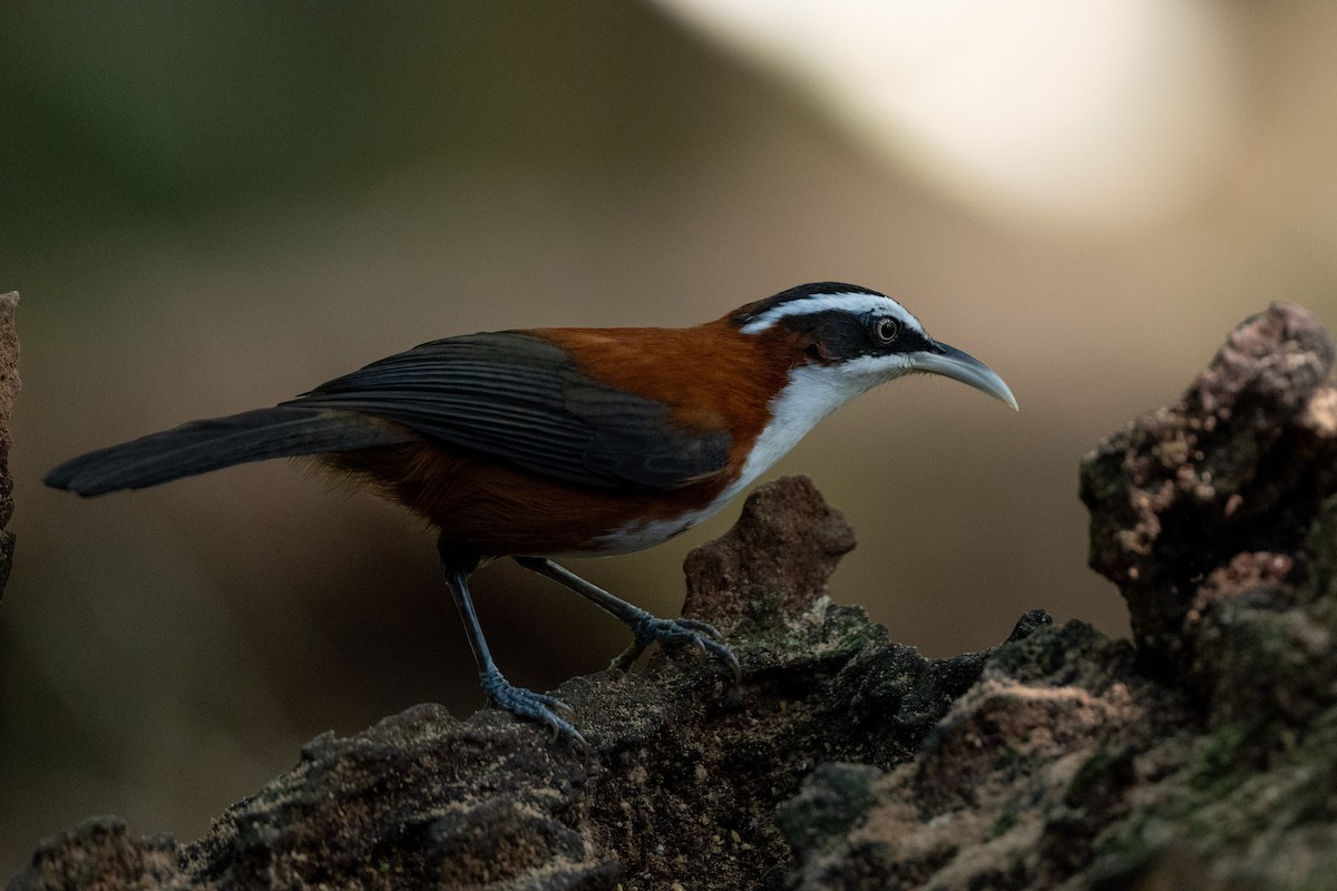 Sunda Scimitar-Babbler - ML643931085