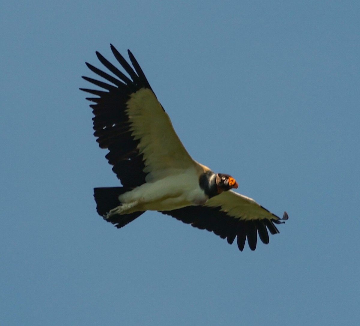 King Vulture - ML643931091