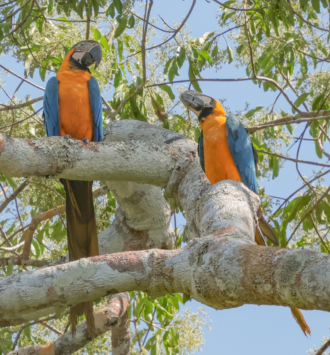 Blue-and-yellow Macaw - ML643931094