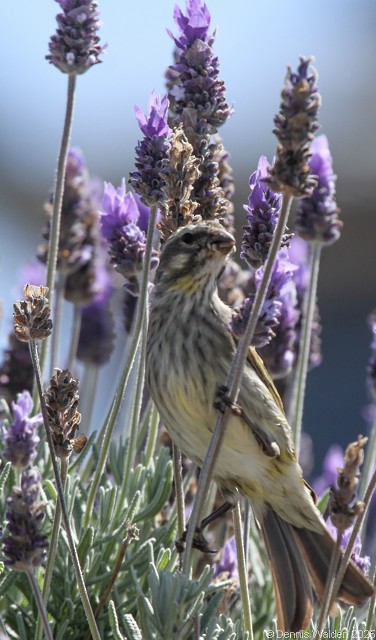 Sarı İskete - ML643931111