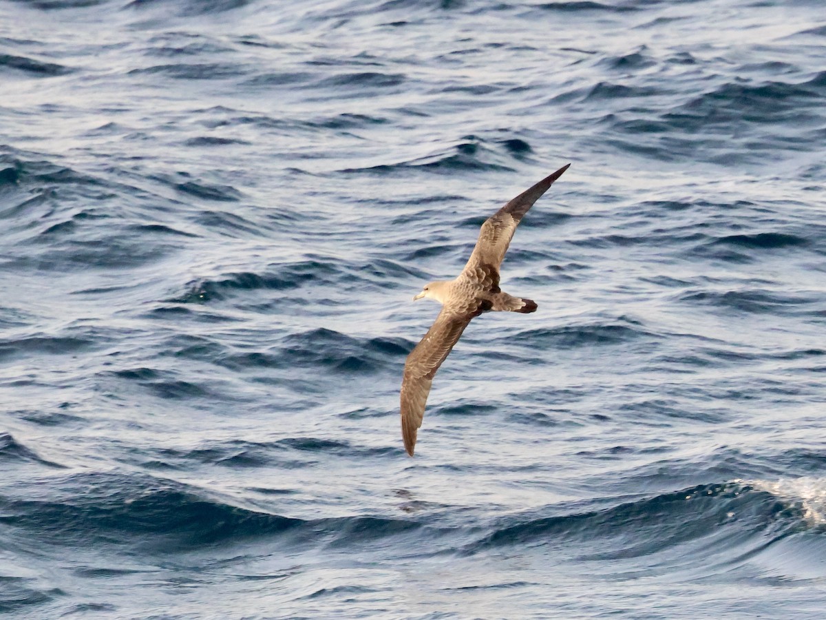 Scopoli's Shearwater - ML643931116