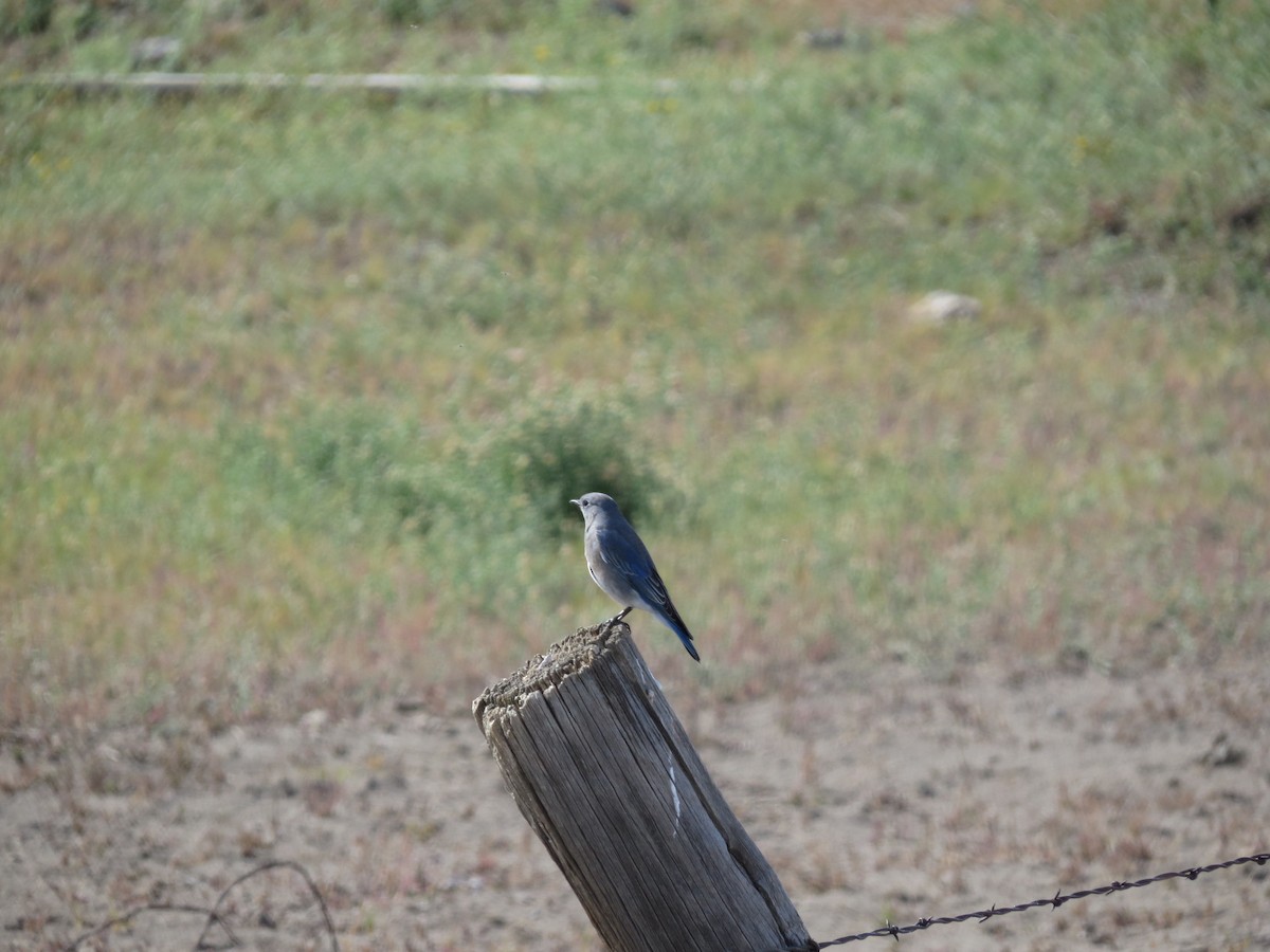 Mountain Bluebird - ML643931152
