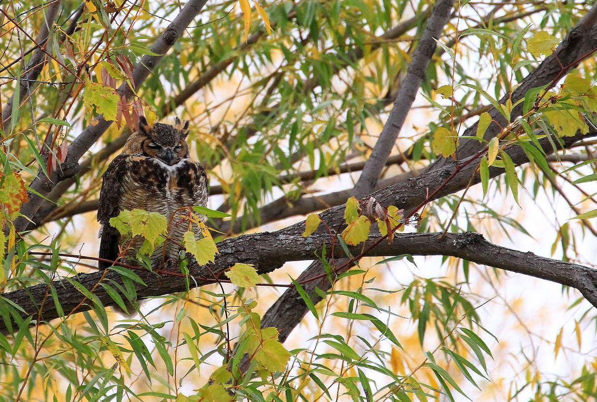 Great Horned Owl - ML643931164